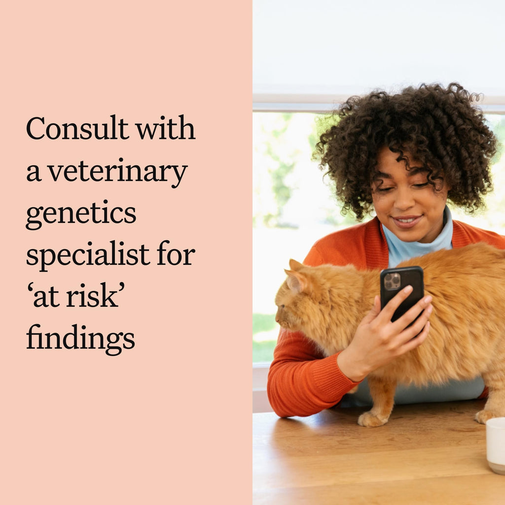 Cat DNA Test Kit, 45 Health Conditions, 1 Pack N951
