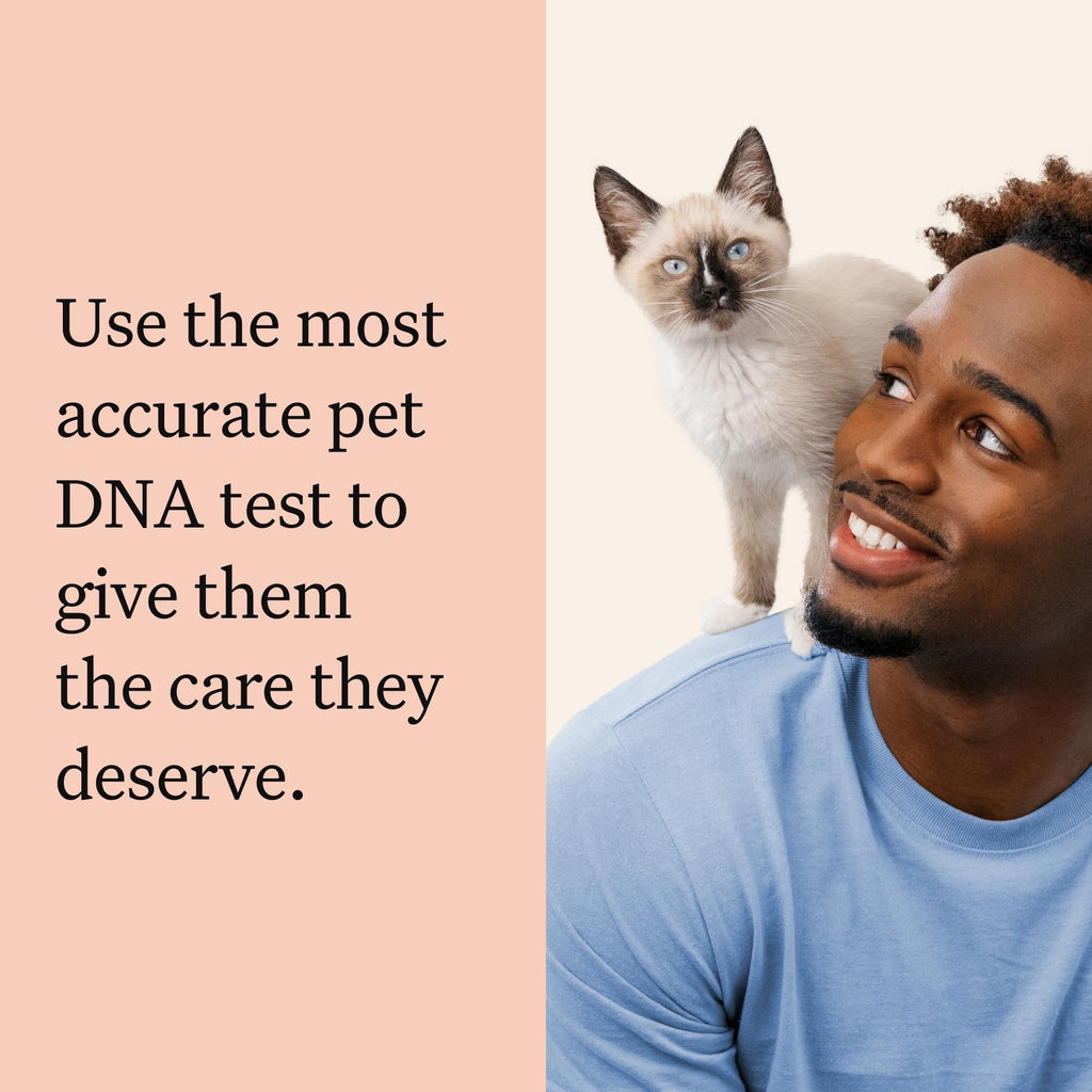 Cat DNA Test Kit, 45 Health Conditions, 1 Pack N951