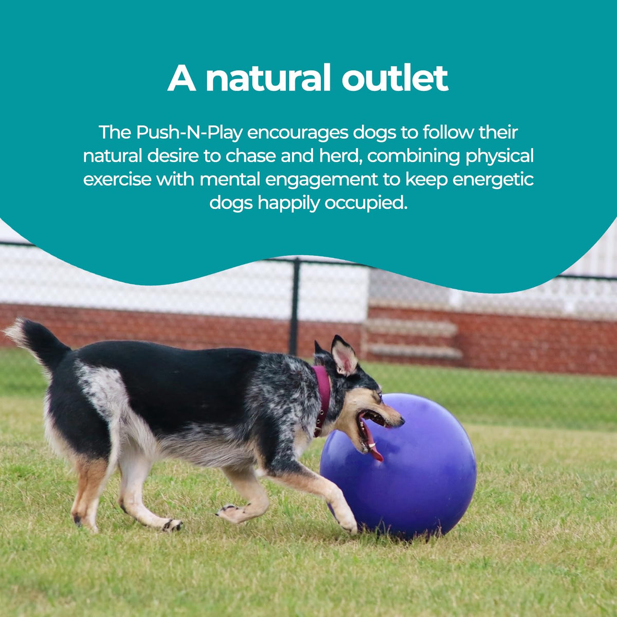 Blue Extra-Large Dog Toy K124