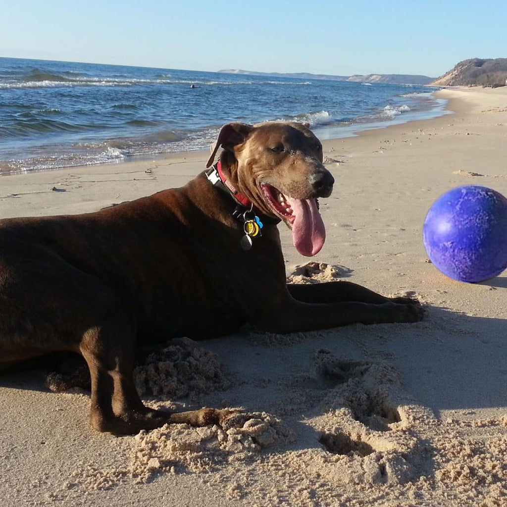 Blue Extra-Large Dog Toy K124