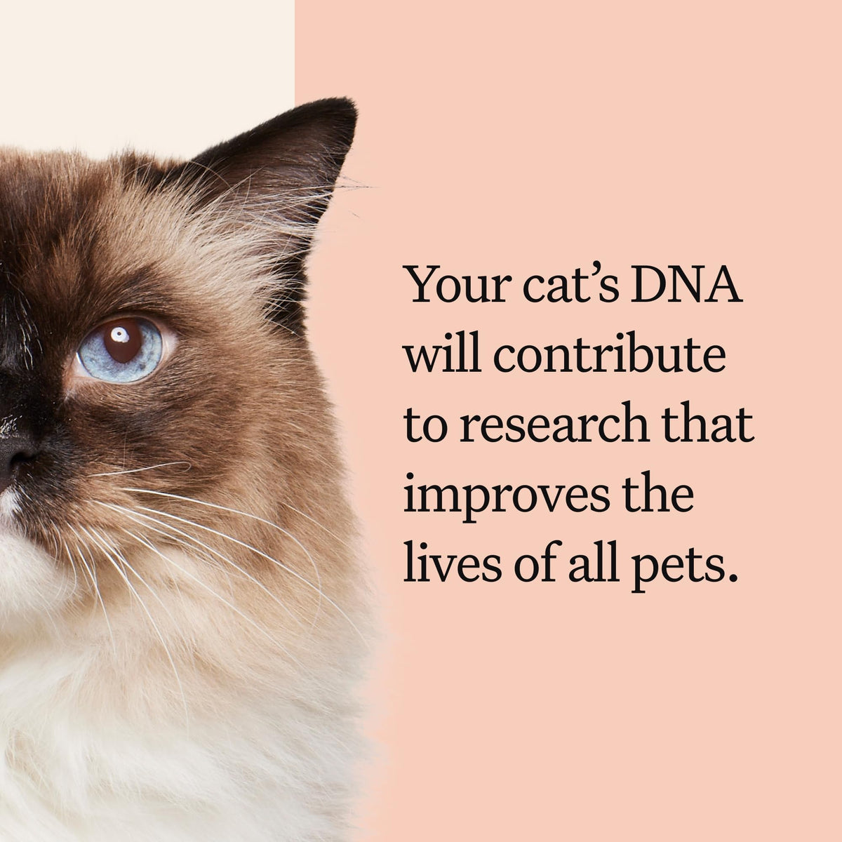 Cat DNA Test Kit, 45 Health Conditions, 1 Pack N951
