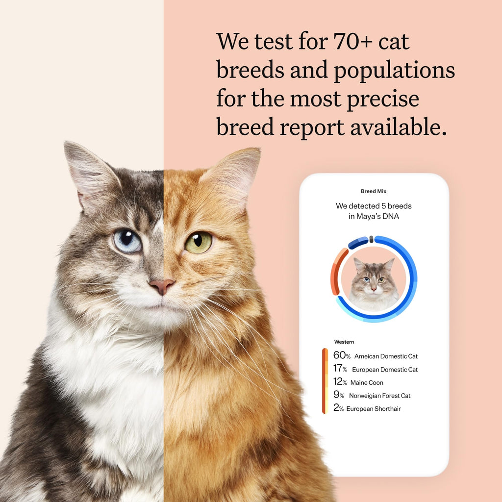 Cat DNA Test Kit, 45 Health Conditions, 1 Pack N951